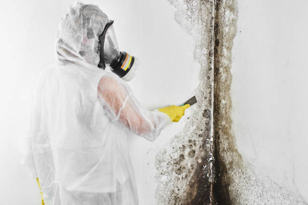 Mold Removal and Inspection in Mathews, VA