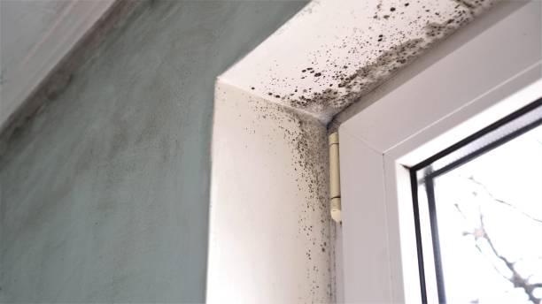 Best Commercial Mold Removal  in Mathews, VA
