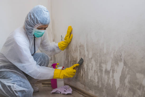 Best Emergency Mold Removal  in Mathews, VA