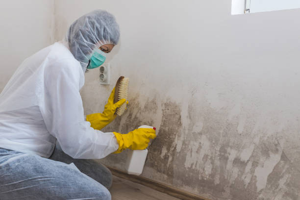 Best Mold Damage Repair  in Mathews, VA