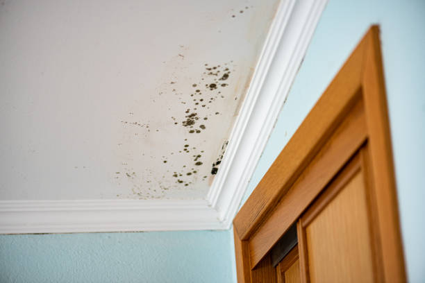 Best Same-Day Mold Removal  in Mathews, VA