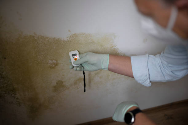 Best Crawl Space Mold Removal  in Mathews, VA