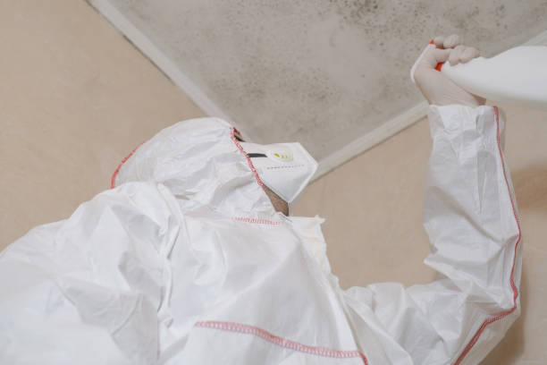 Trusted Mathews, VA Mold Removal Experts