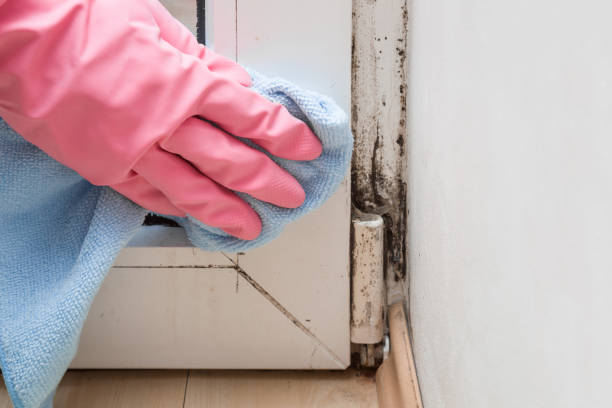 Best Attic Mold Removal  in Mathews, VA